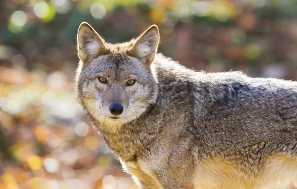 Картинка predator, wolf, coat