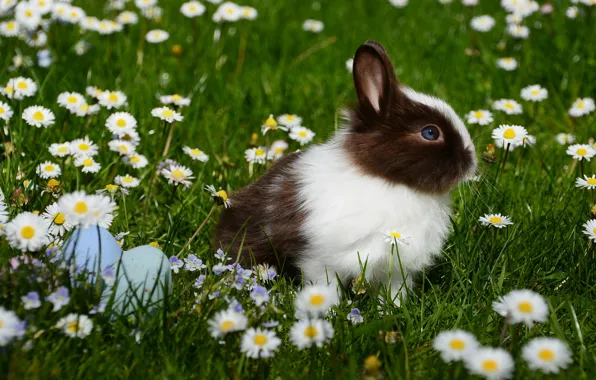 Картинка трава, цветы, животное, ромашки, яйца, кролик, Пасха, крашенки
