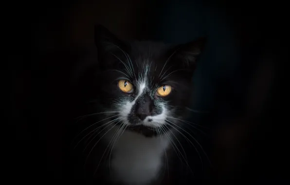 Картинка кошка, глаза, кот, усы, взгляд, морда, темный фон, фон, черно-белый, черный, котяра, мордаха, котэ, желтоглазый, …