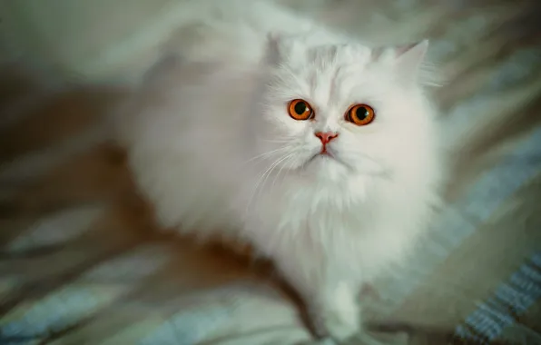Картинка кошка, взгляд, пушистая, персидская кошка, белая кошка