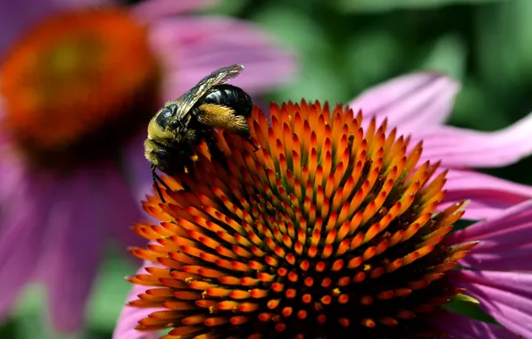Картинка Макро, Цветок, Пчела, Flower, Macro, Bee, Эхинацея