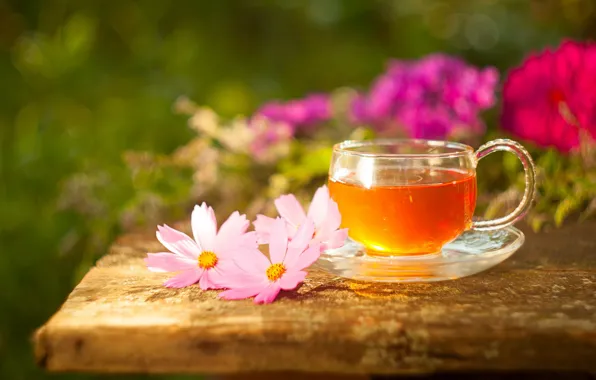 Картинка цветы, чай, напиток, космея