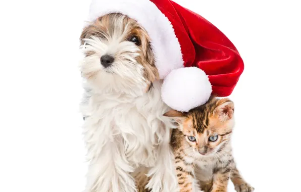 Картинка котенок, шапка, Рождество, щенок, Christmas, New Year, Dogs, Йоркширский терьер, Cats