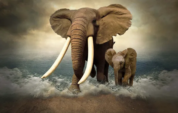 Картинка море, слон, фотошоп, слоны, бивни, слонёнок