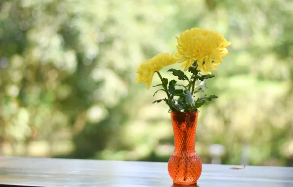 Картинка цветы, Ваза, желтые хризантемы