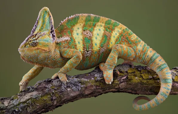 Картинка lizard, reptile, Chameleon