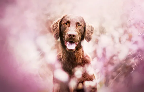 Картинка собака, Pink, розовый фон