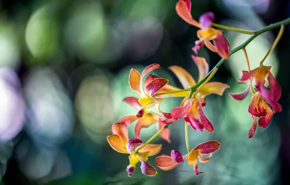 Картинка ветка, экзотика, орхидея
