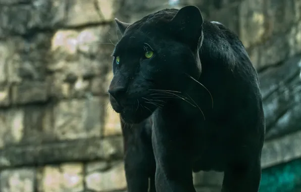 Картинка хищник, пантера, дикая кошка, красавец, чёрный ягуар