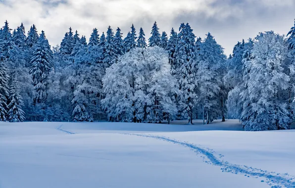 Картинка зима, лес, снег, деревья, Швейцария, сугробы, тропинка, Switzerland, Прованс, Provence