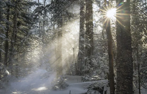 Картинка зима, лес, солнце, лучи, деревья