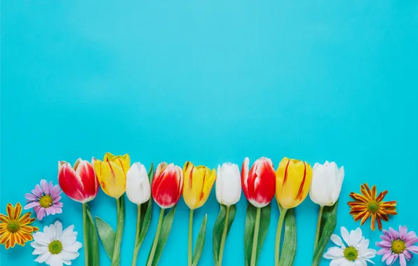 Картинка цветы, colorful, тюльпаны, fresh, хризантемы, flowers, tulips, spring