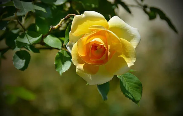 Картинка Боке, Bokeh, Yellow rose, Жёлтая роза