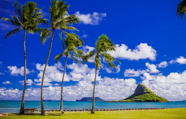 Картинка море, небо, солнце, облака, тропики, пальмы, скалы, газон, побережье, горизонт, Гавайи, США, Hawaii