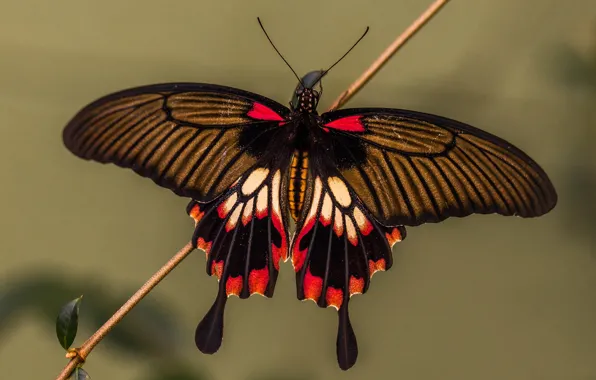Картинка бабочка, крылья, мотылек, парусник ксут