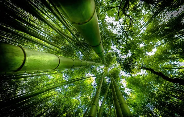 Картинка зелень, вверх, бамбук