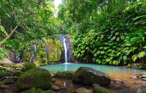 Картинка зелень, лес, тропики, ручей, камни, листва, водопад, мох, кусты, Guadeloupe, Sainte-Rose, Cascade Bis