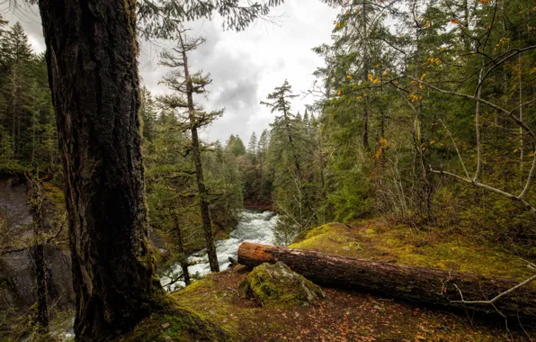 Картинка лес, листья, деревья, река, течение, мох, Канада, Vancouver Island, National Parks