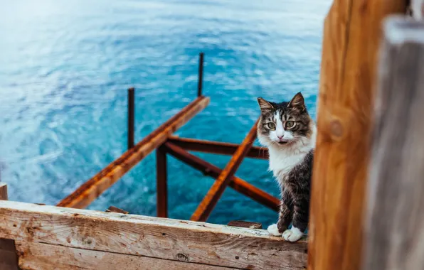 Картинка кошка, кот, вода
