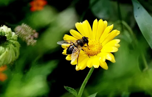 Картинка Макро, Цветок, Пчела, Macro, Bee