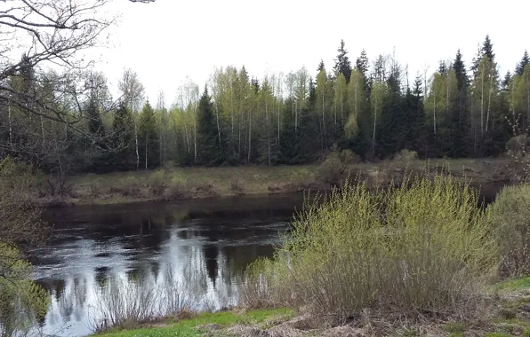 Картинка лес, природа, отражение, река, течение, утро, май, первая зелень, весна 2017
