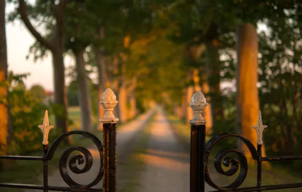 Картинка road, fence, gate, pathway between green tree