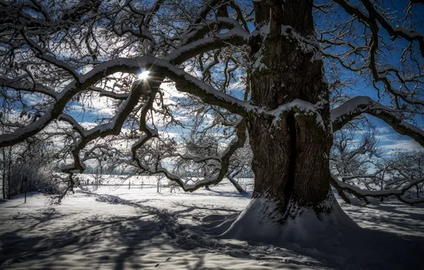 Картинка зима, солнце, свет, снег, ветки, природа, дерево