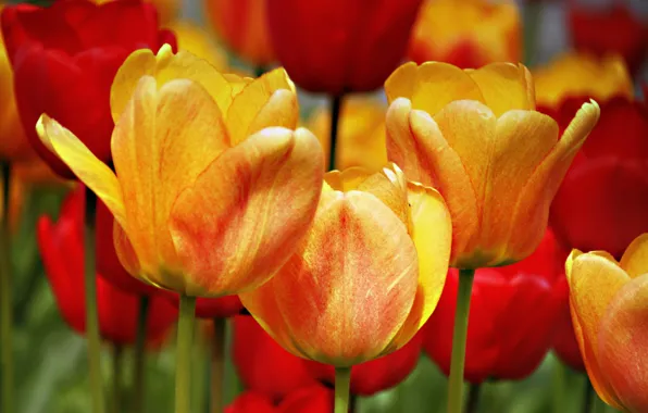 Картинка Весна, Тюльпаны, Spring, Tulips
