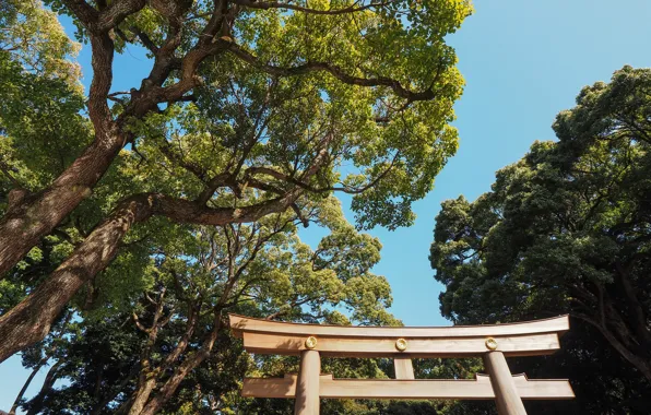 Картинка небо, деревья, ветки, япония