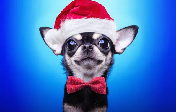 Картинка собака, Новый Год, Рождество, Christmas, dog, 2018, Merry Christmas, Xmas, funny, cute, decoration, santa hat, …