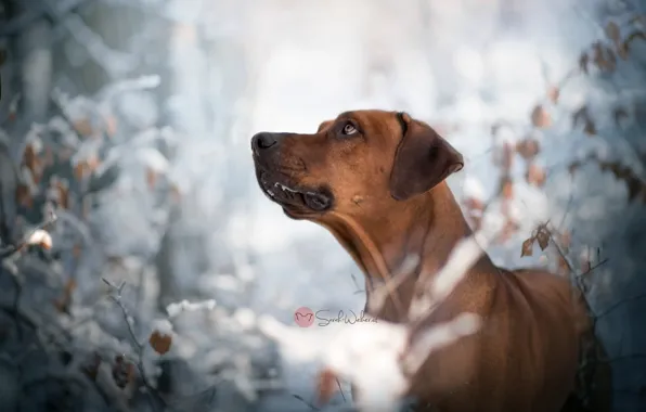 Картинка зима, друг, собака