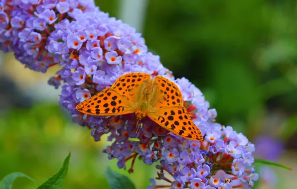 Картинка Макро, Цветы, Бабочка, Macro, Butterfly, Purple flowers