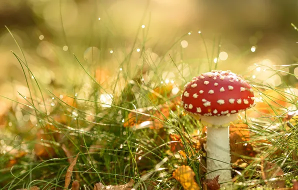 Картинка осень, природа, гриб, мухомор