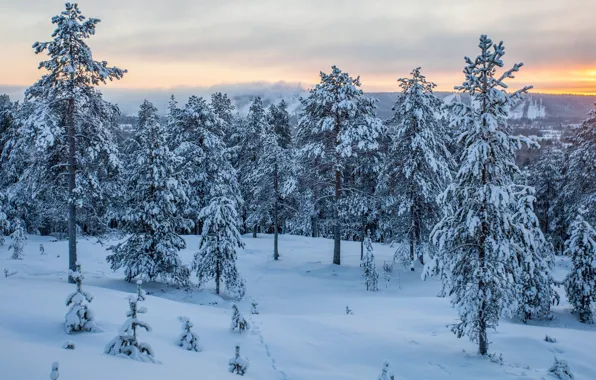 Картинка зима, лес, закат, Финляндия, Rovaniemi
