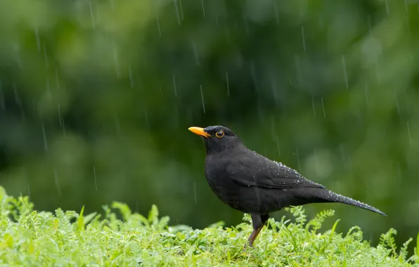 Картинка дождь, птица, Blackbird, Turdus merula