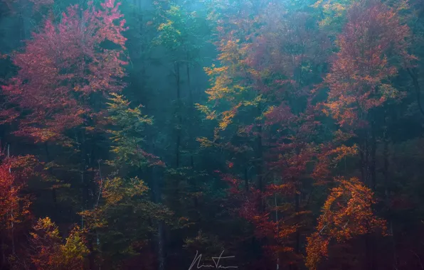 Картинка осень, лес, деревья, природа, краски, дымка