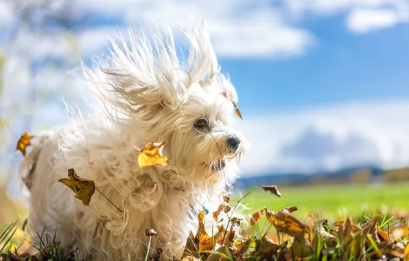 Картинка осень, листья, ветер, собака, Гаванский бишон, лохматая