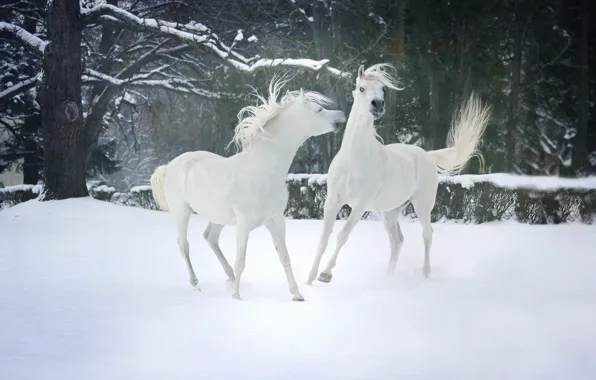 Картинка зима, лес, снег, деревья, природа, настроение, две, кони, лошади, пара, белые, друзья, резвятся, два коня