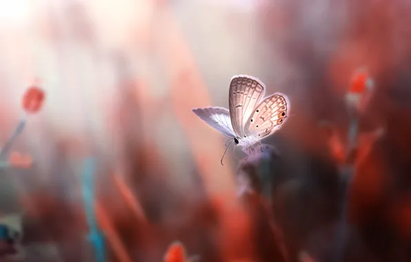 Картинка макро, цветы, бабочка, розмытия