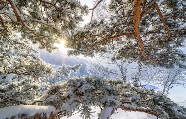 Картинка холод, зима, солнце, снег, дерево, мороз, Алтай, морозное утро