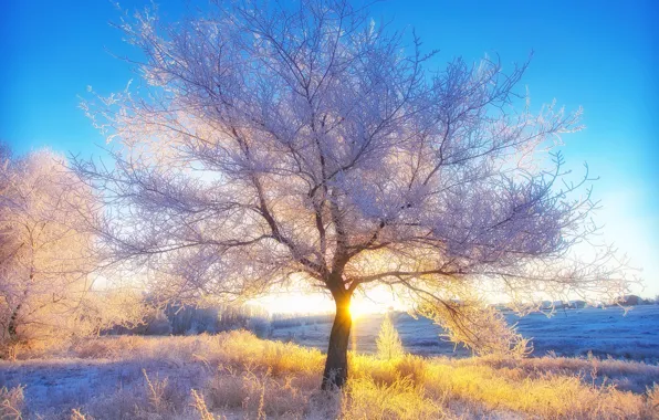 Картинка пейзаж, природа, Зима, утро, Россия, Орск