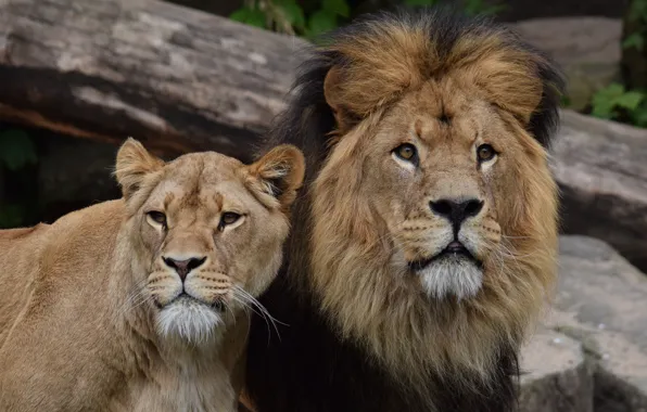 Картинка лев, пара, львица
