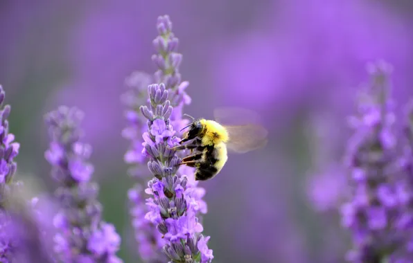 Картинка полет, пчела, лаванда