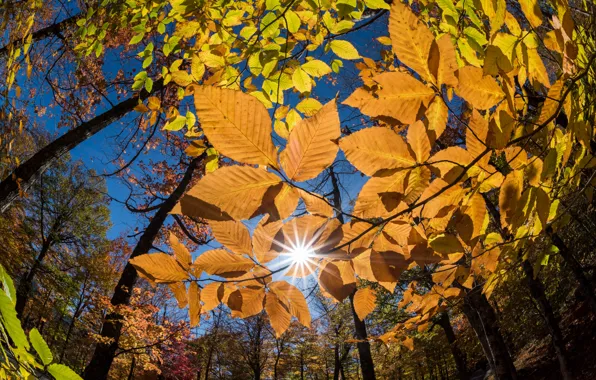 Картинка осень, листья, деревья, ветки, парк