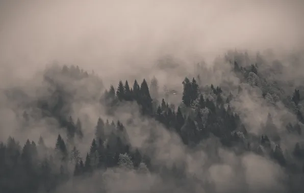 Картинка лес, деревья, туман, дом, ели, сосны