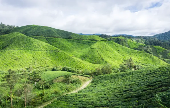 Картинка green, nature, hill, highland, malaysia, estate, cameron, cameron highland, boh tea plantation, boh tea