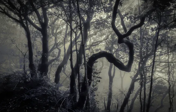 Картинка лес, деревья, туман