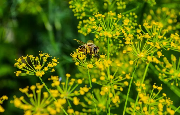 Картинка лето, макро, природа, зеленый, пчела, укроп, насекомое, bee