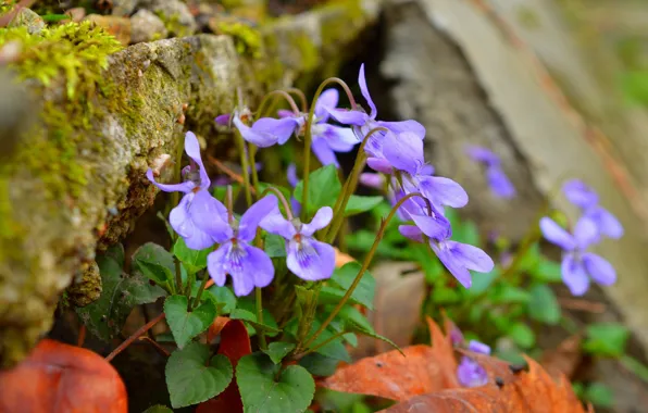 Картинка Весна, Spring, Фиолетовые цветы, Purple flowers
