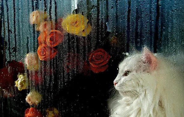 Картинка кошка, белый, кот, взгляд, стекло, морда, капли, цветы, темный фон, дождь, настроение, портрет, розы, букет, …